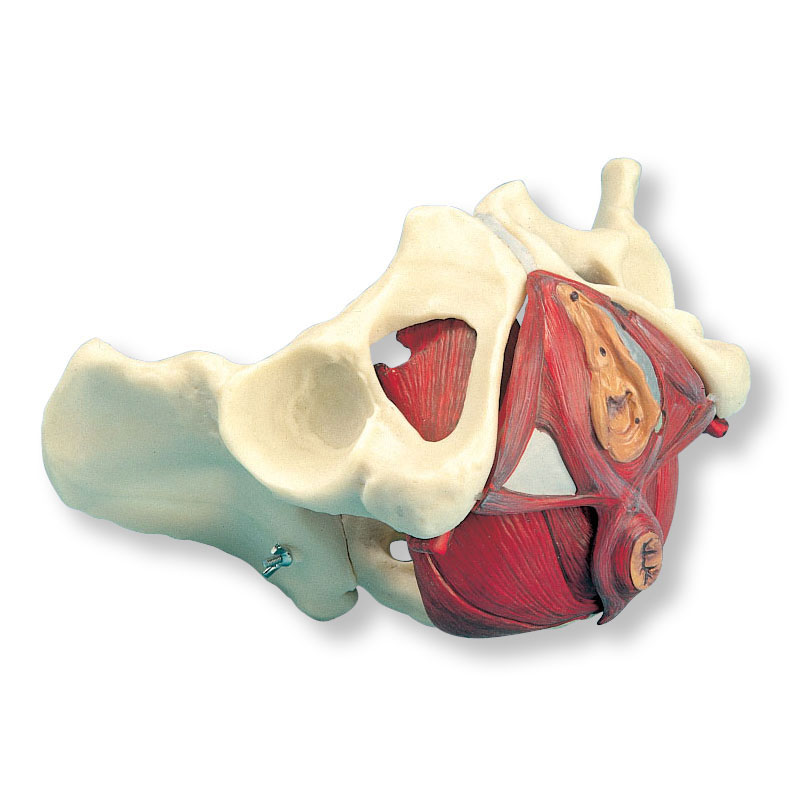 进口女性骨盆和骨盆底模型-5部分-德国3B-W19025