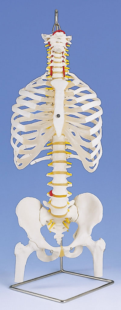 进口带肋骨和股骨头的经典灵活脊柱模型-德国3B