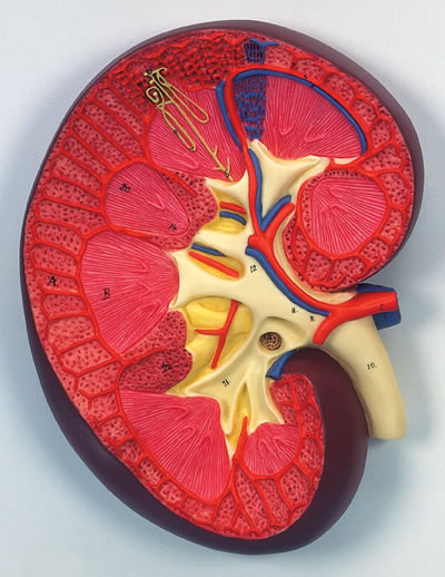 进口肾切面模型-德国3B-K10