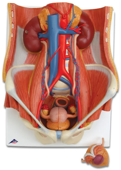 进口两性泌尿系统模型-德国3B-K32