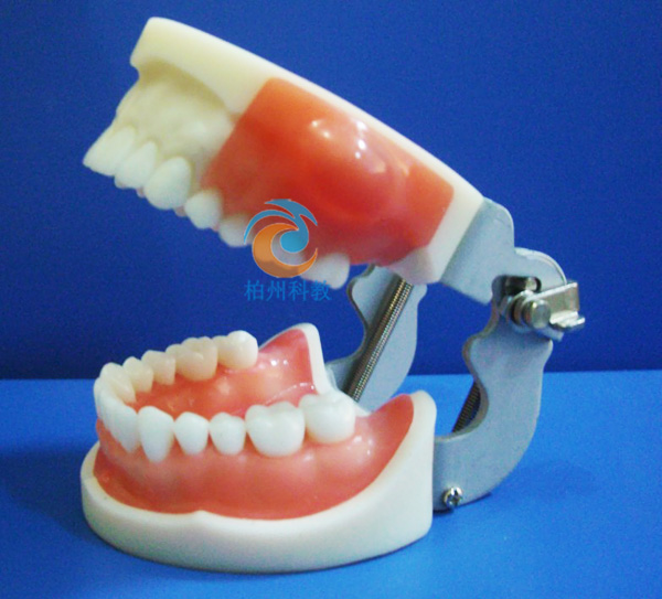 医学考试专用脓肿切开和牙体预备模型