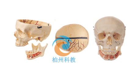 成人头颅骨附神经模型