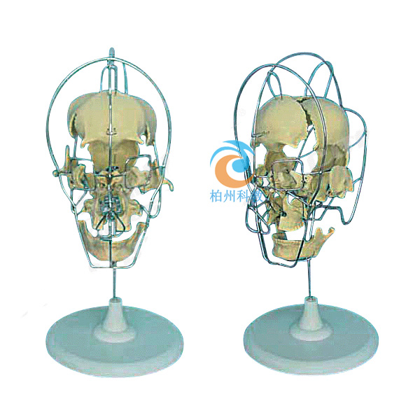 成人分离头颅骨模型