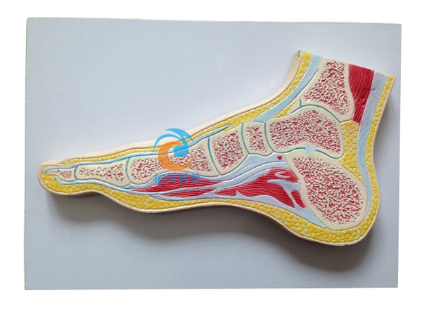 足关节剖面模型