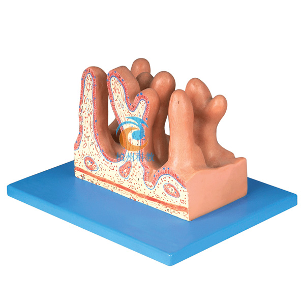 空肠内面放大模型