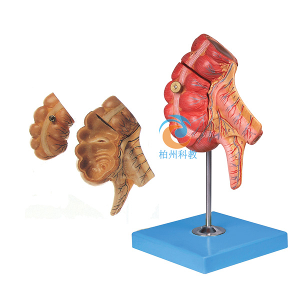 盲肠和阑尾模型