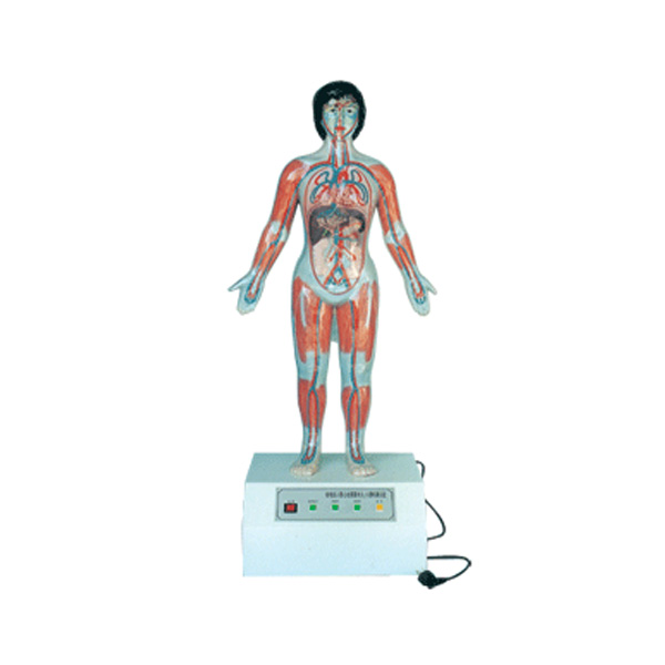 微电脑人体心动周期与大、小循环演示模型