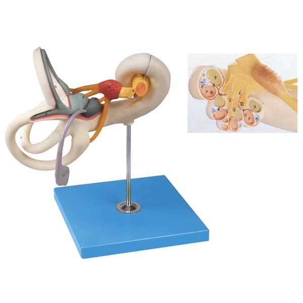 内耳迷路放大模型