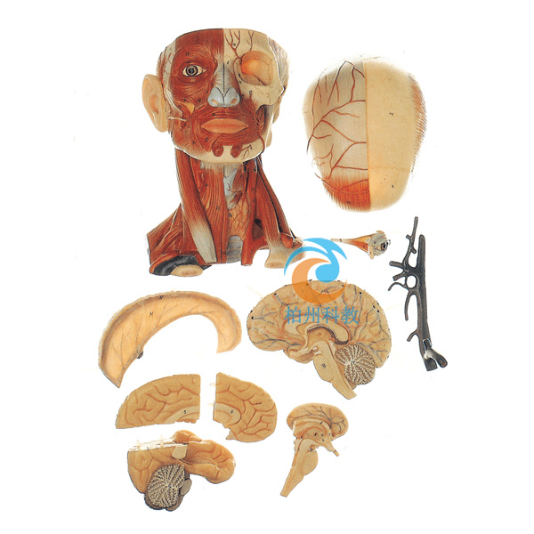 头颈部肌肉、血管附脑模型