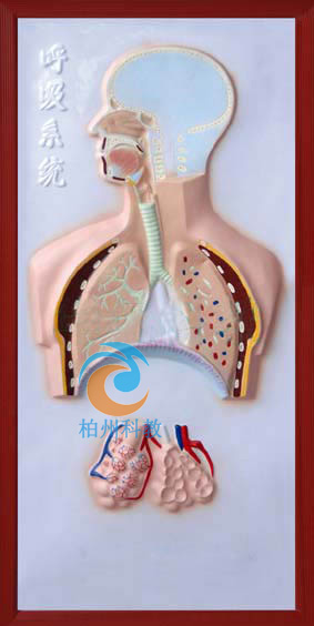 呼吸系统浮雕模型